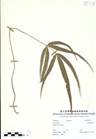 藏品(大葉鳳尾蕨)的圖片